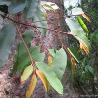 Donella lanceolata (Blume) Aubrév.